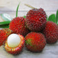 Pulasan Fruit Plants (Nephelium Mutabile)