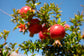 Pomegranate Live Plant (Punica granatum)