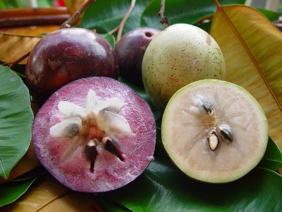 Purple Star Apple Fruit Plant (Chrysophyllum Cainito)