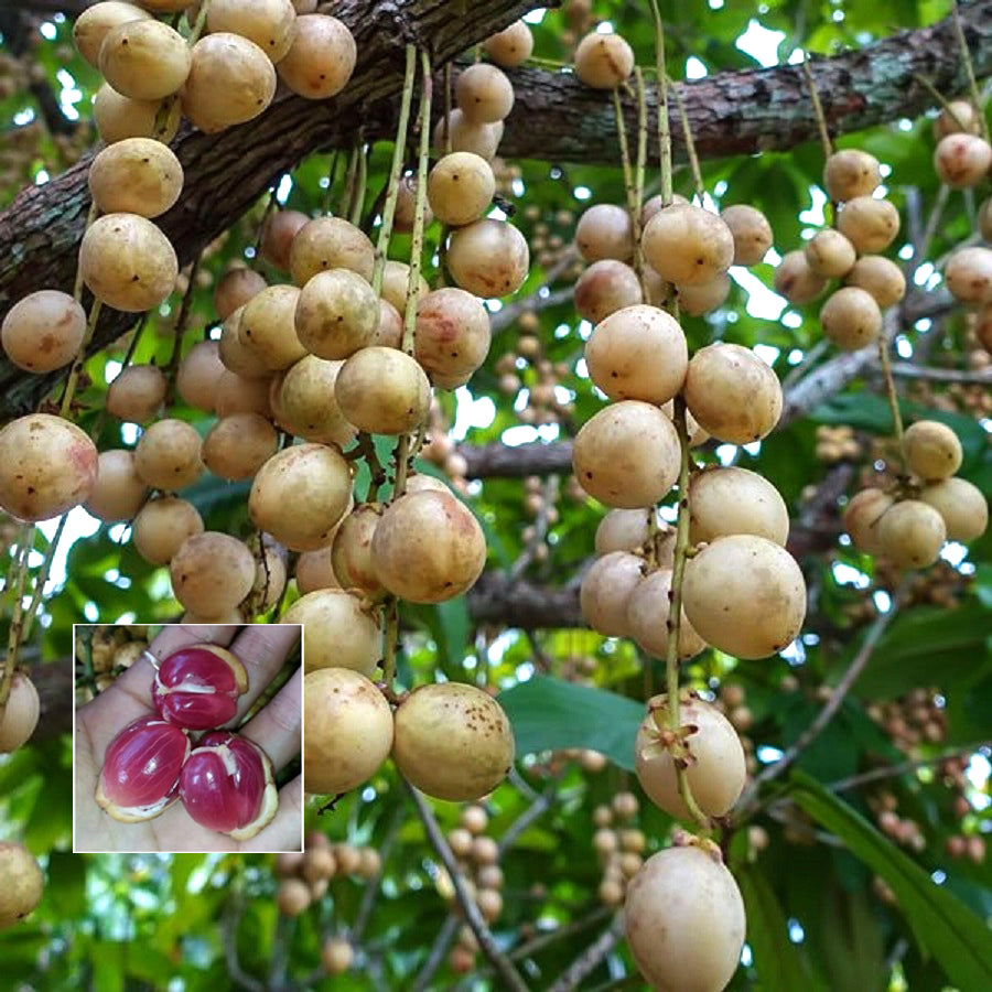 Red Rambai Fruit Plants (Baccaurea Motleyana)