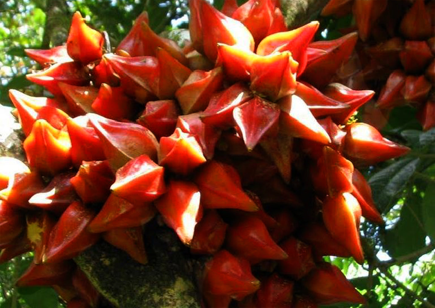 Belimbing Darah Fruit Plants (Baccaurea Angulata)