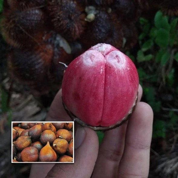 Red Salak fruit (Salacca Zalacca)