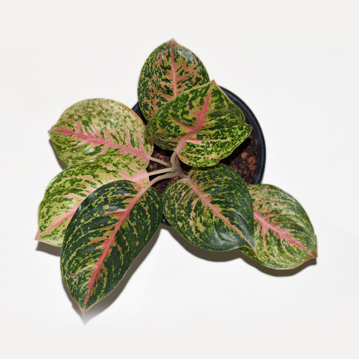 aglaonema red peacock care Ag. Red Peacock – veliyathgardens