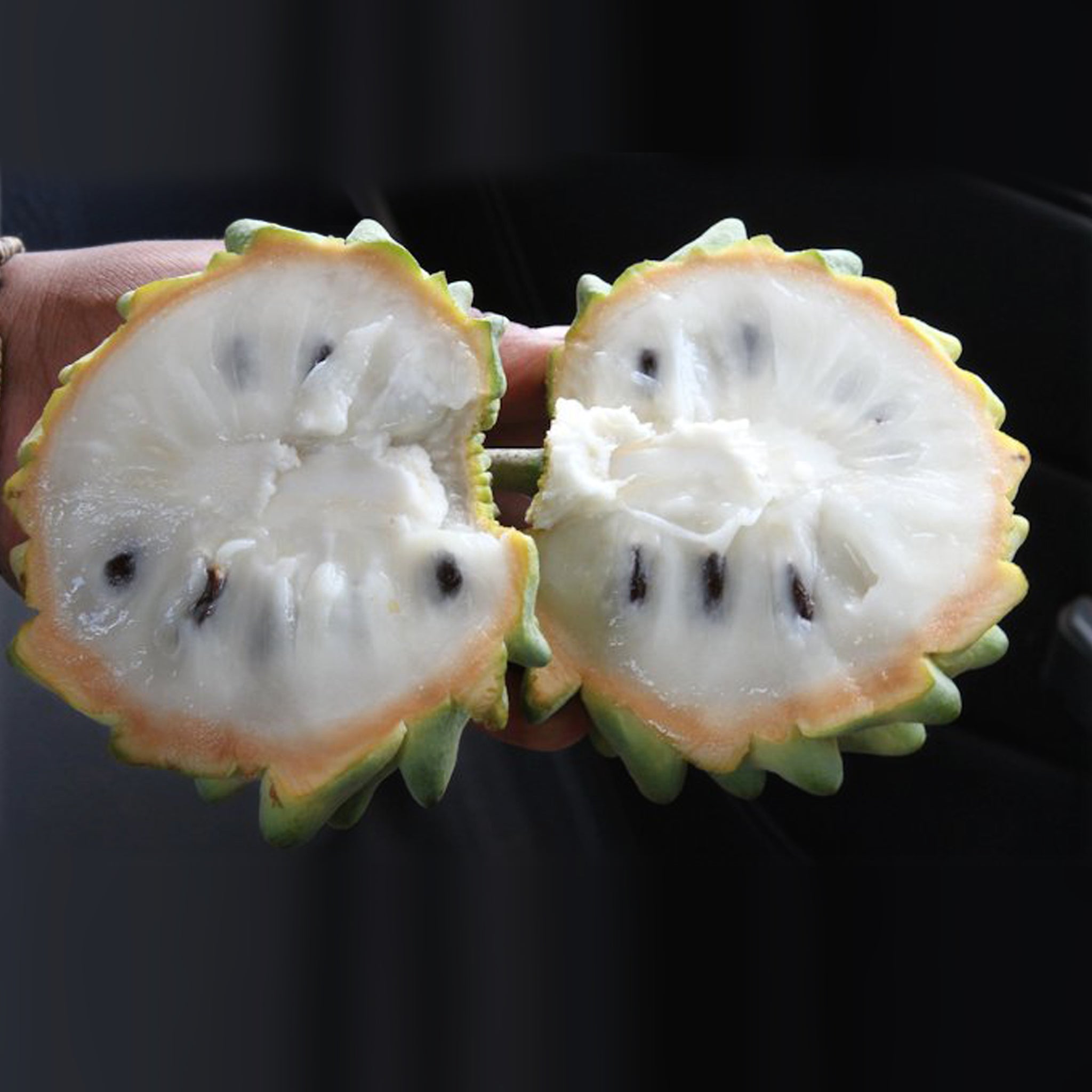 Rollinia Fruit Plants (Rollinia Deliciosa) – veliyathgardens