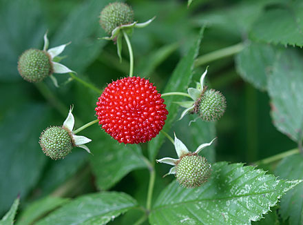 Atherton Raspberry Live Plant (Rubus probus )