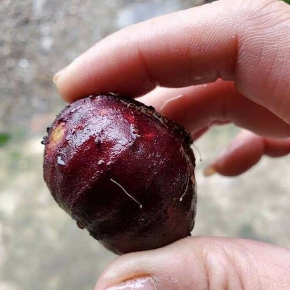 Giant Red Crystal Jaboticaba Fruit plant (Plinia Giant Red Crystal )