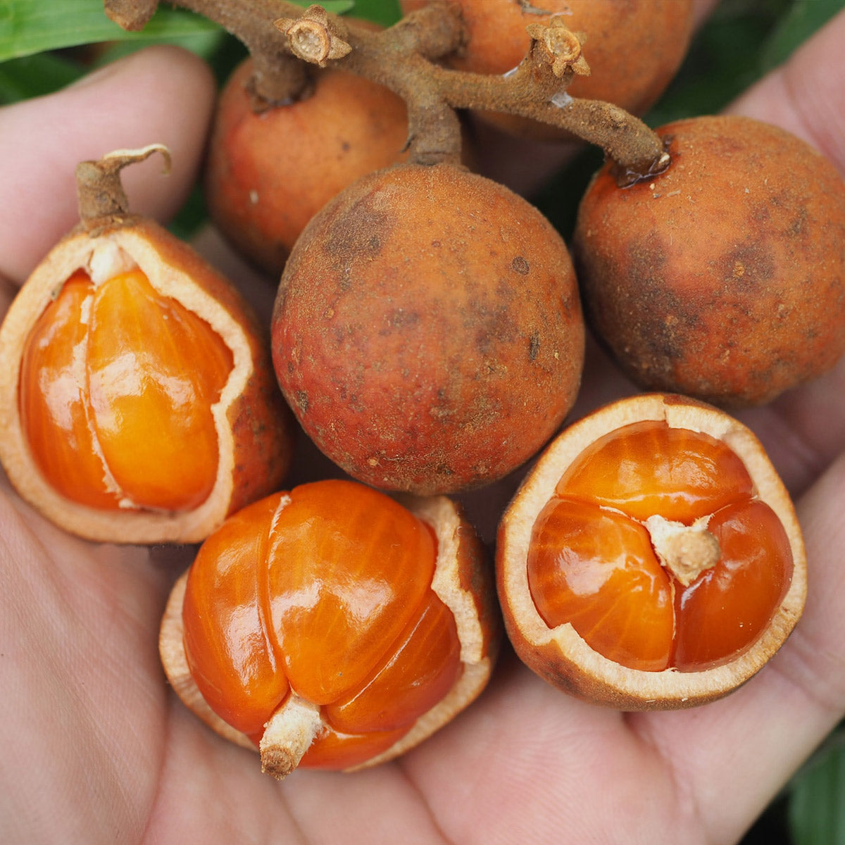 Bukut Fruit Plant (Baccaurea pyriformis)