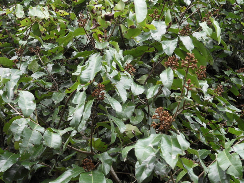 Mtamba Tree Mantamba Fruit Plant (Landolphia owariensis) – veliyathgardens