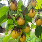 Bell Apple Fruit Plant (Passiflora nitida)