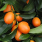 Kumquat Fruit Plant (Fortunella japonica)