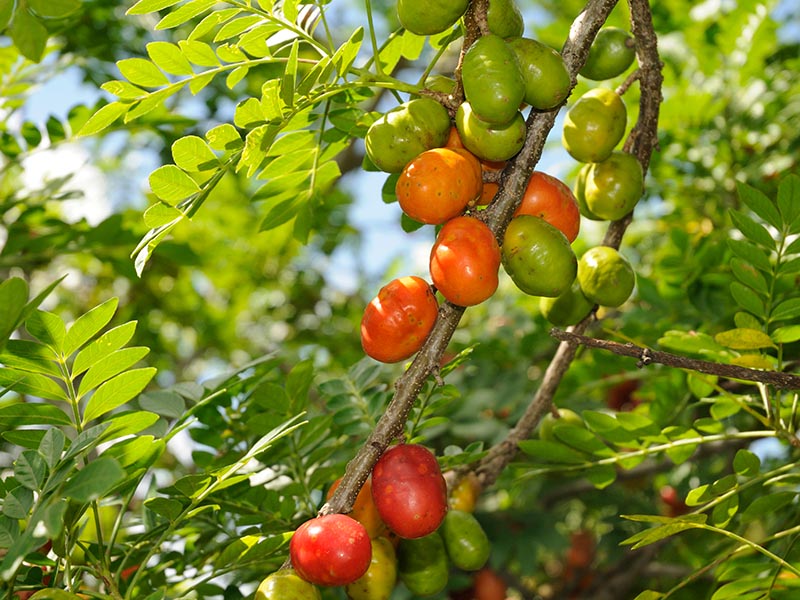 Red Mombin Fruit Plant (Spondias purpurea) veliyathgardens