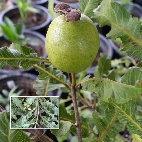 Spring guava Live Plants – veliyathgardens
