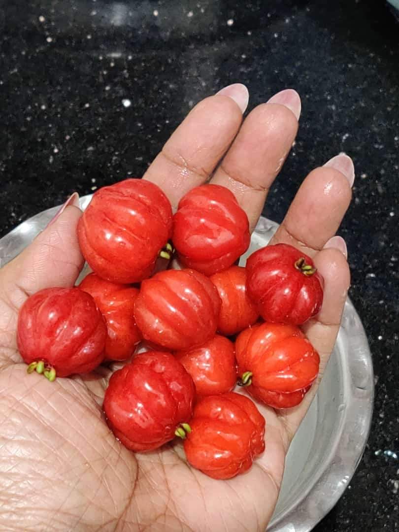 Red Surinam Cherry Fruit Plants (Eugenia Uniflora)