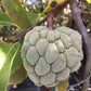 Sugar-Apple Fruit plant (Annona Squamosa)