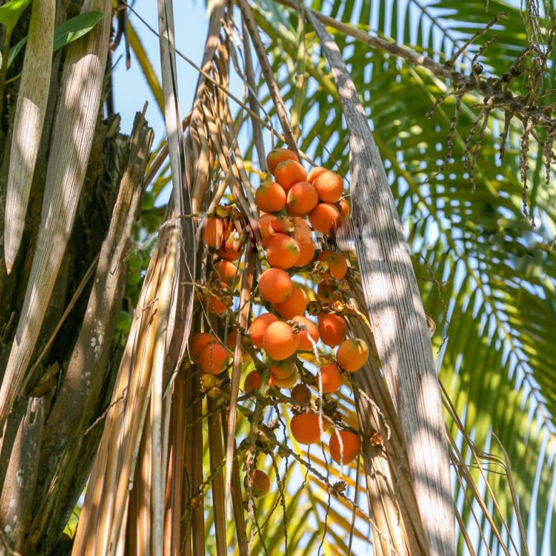 Arikury Palm Plant (Syagrus Schizophylla)
