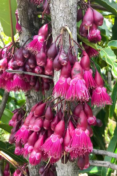 Syzygium longifolium Fruit Plant