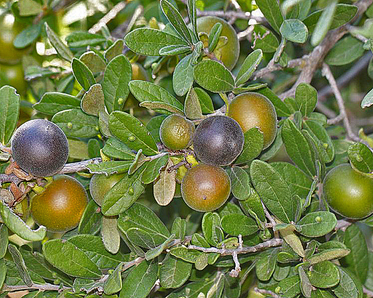 Texas Persimmon Fruit Plant (Diospyros texana)