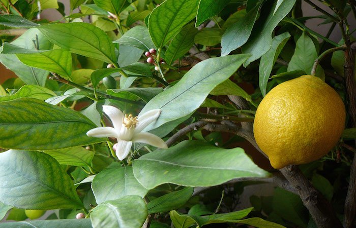 Odichukuthi Lemon Live Plant (Citrus Limon)