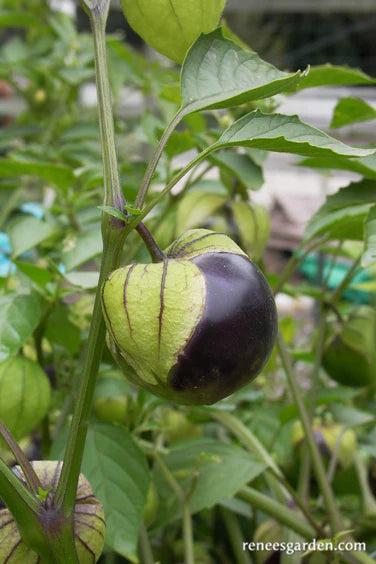 Purple Tomatillo Fruit Plant (Physalis ixocarpa)