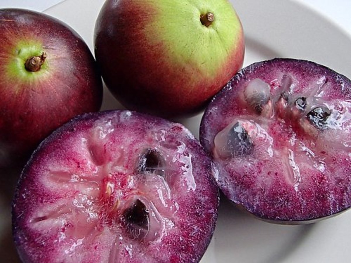 Purple Star Apple Fruit Plant (Chrysophyllum Cainito)
