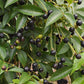 The Guarataro Fruit plant ( Vitex orinocensis )