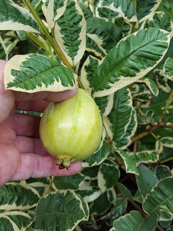 Verigated Guava Live Plant (Psidium Guajava)
