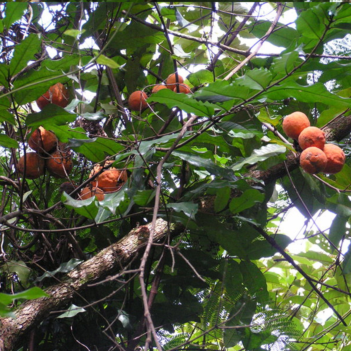 Mantamba Fruit Plant (Landolphia owariensis)