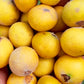 Yellow Jaboticaba Fruit Plants (Myrciaria Glazioviana)